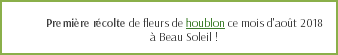  Première récolte de fleurs de houblon ce mois d'août 2018 à Beau Soleil !